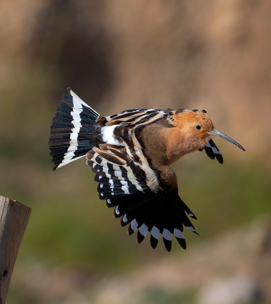 Фотография автора Hamidreza Saedi