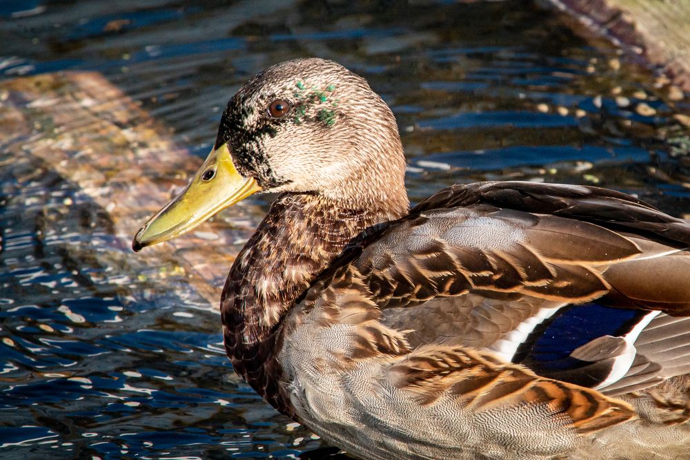 Фотография автора Максимов Алексей