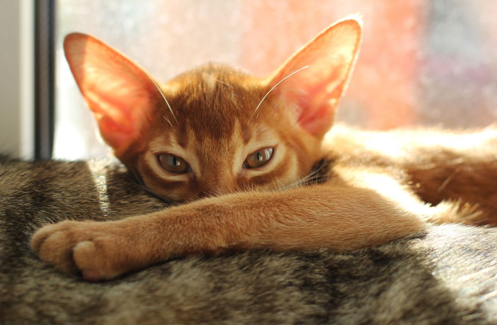 Photograph by Татьяна Лисянская