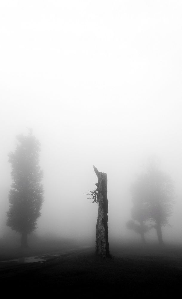 Photograph by Ali Nooralian