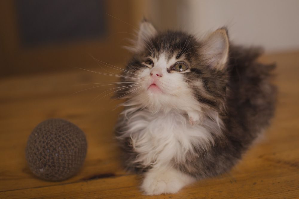 Фотография автора Людмила Куприянова