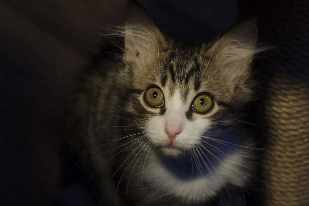 Фотография автора Людмила Куприянова