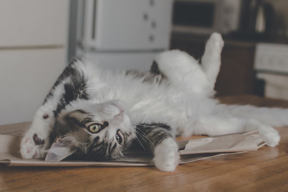 Фотография автора Людмила Куприянова