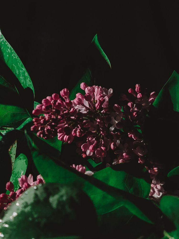 Lilac