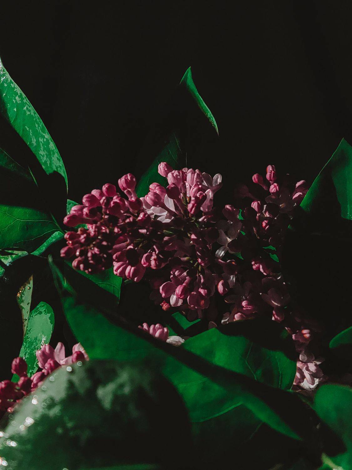Lilac