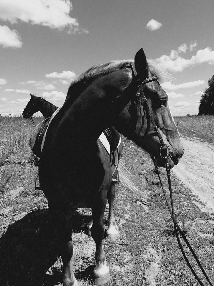 Фотография автора Алексей Шрайбик