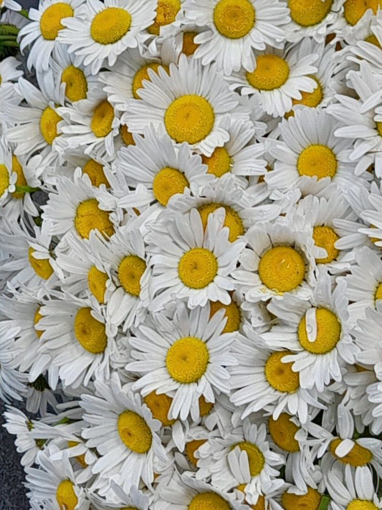 Фотография автора Revaz Topuria