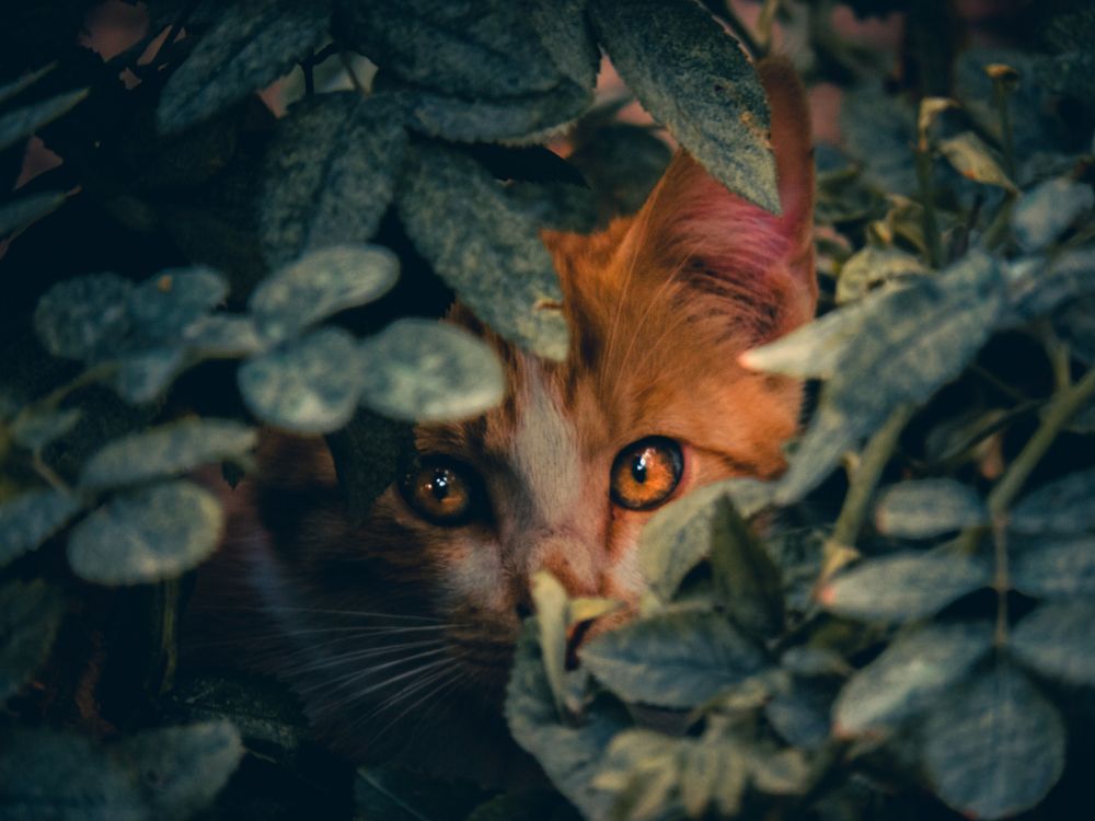 Photograph by Ashkan Bahrami