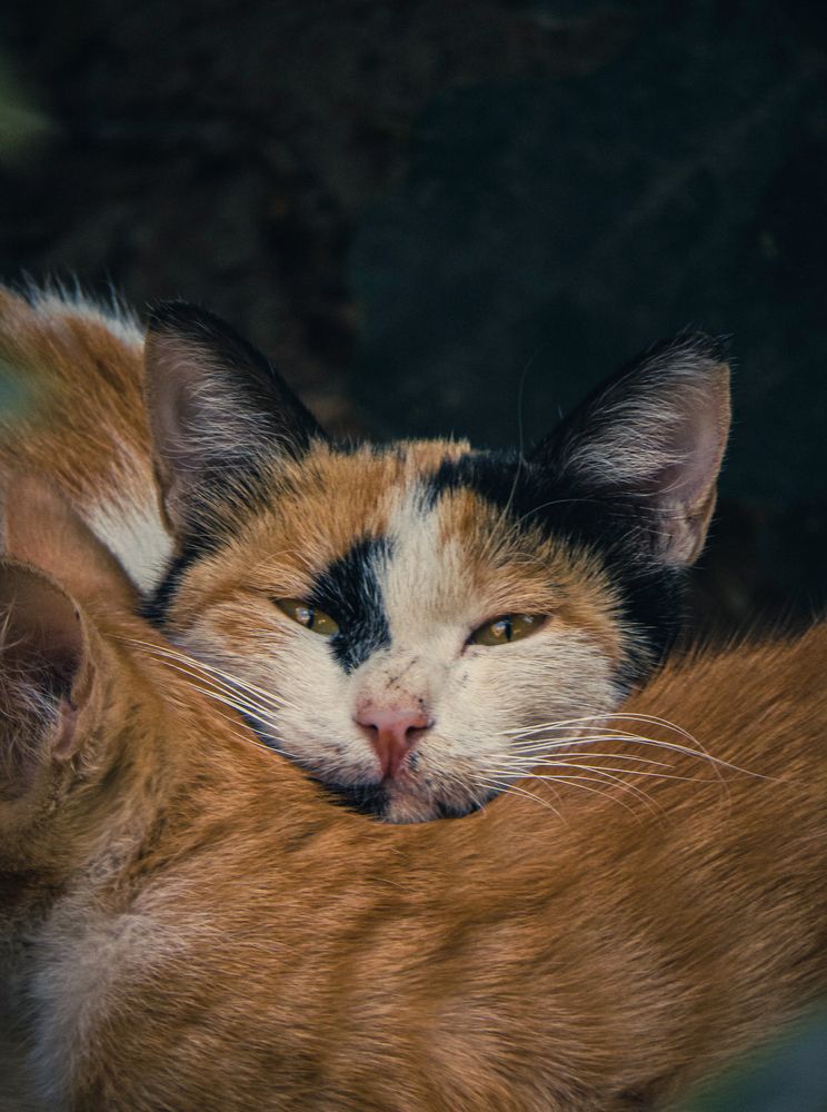 Photograph by Ashkan Bahrami