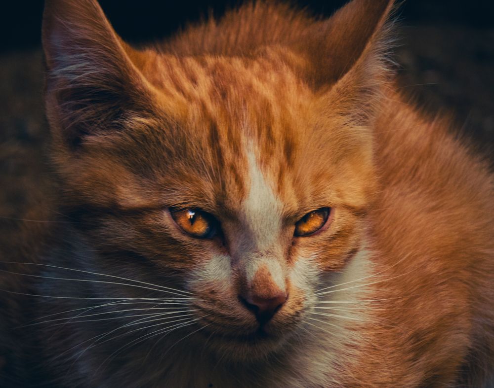 Photograph by Ashkan Bahrami