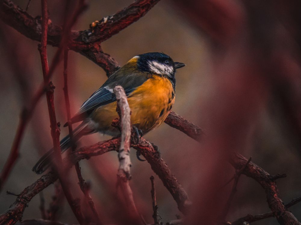 Photograph by Ashkan Bahrami