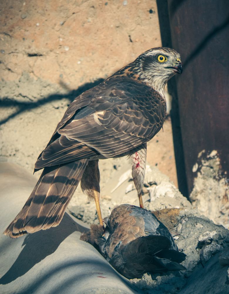 Photograph by Ashkan Bahrami