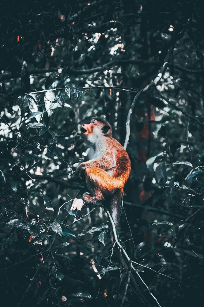 Photograph by Hemsith Meepage