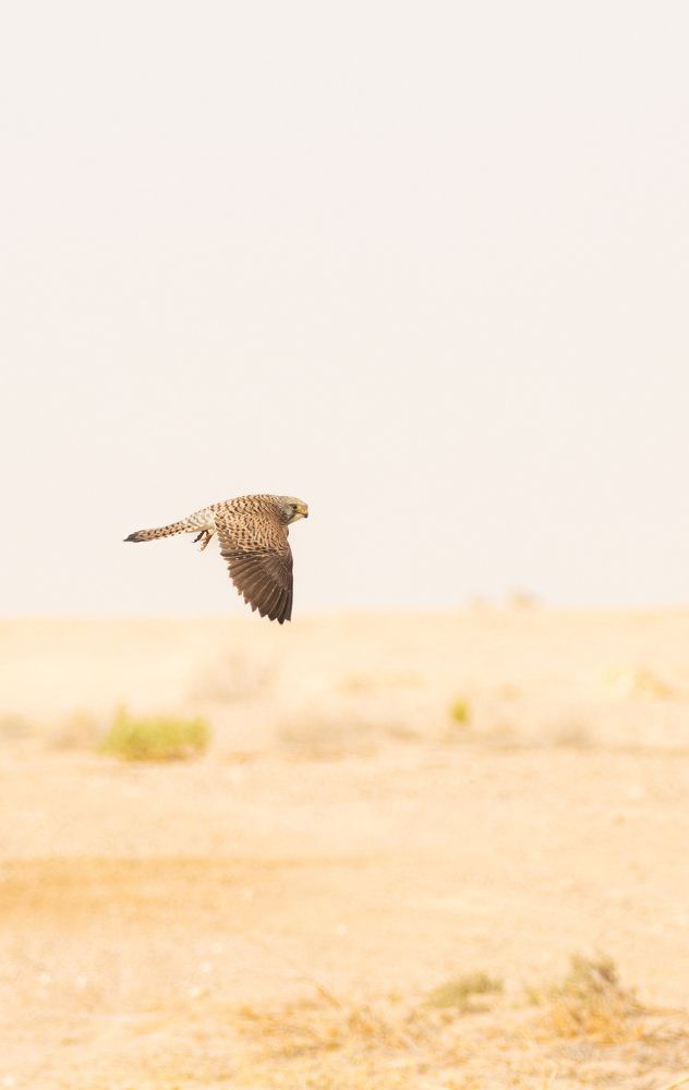 Photograph by Suneer S Subair