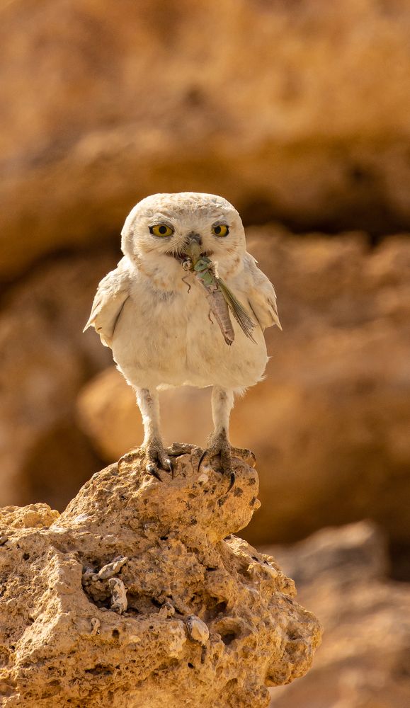 Photograph by Suneer S Subair