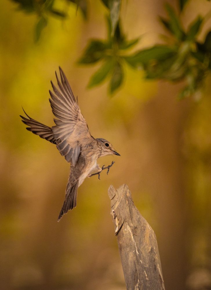 Photograph by Suneer S Subair