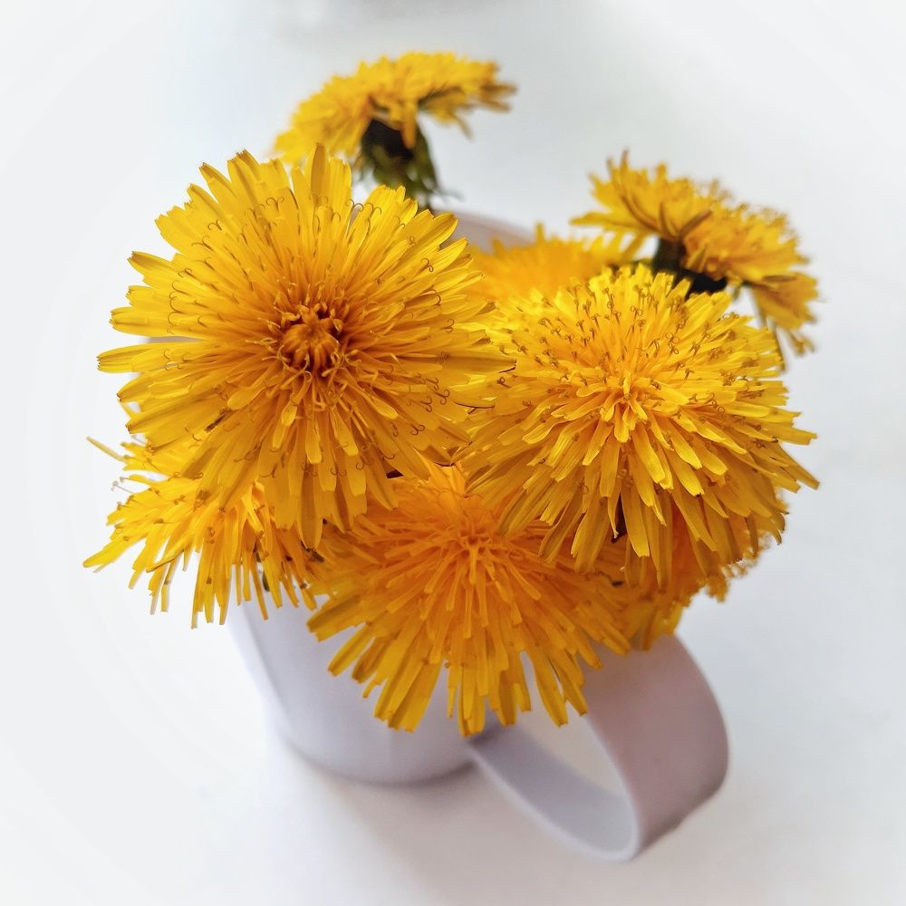 Одуванчики