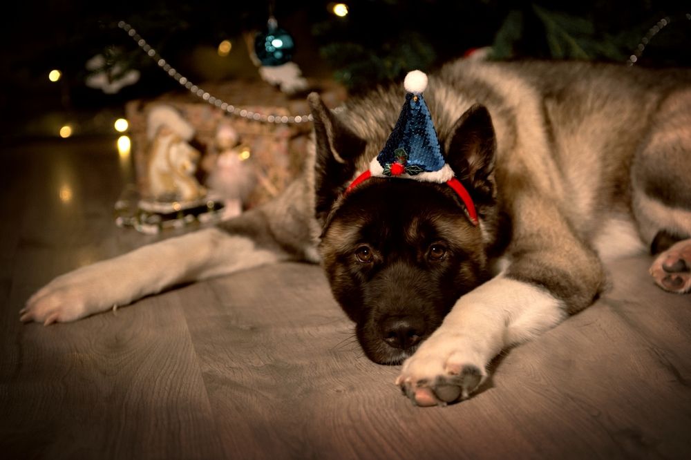 Photograph by Екатерина Швец