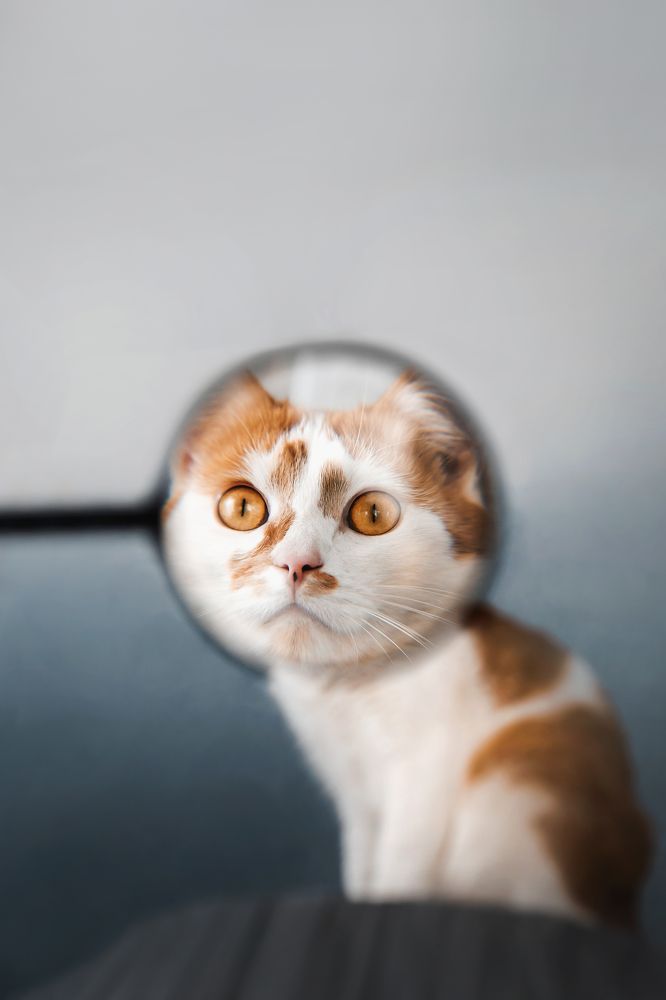 Фотография автора Екатерина Киреева