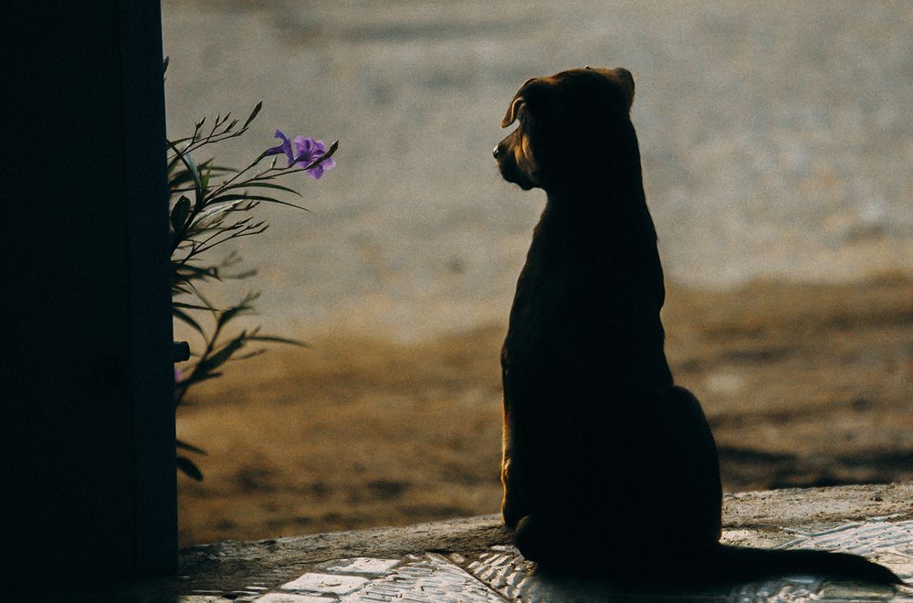 Photograph by Canon Nguyen