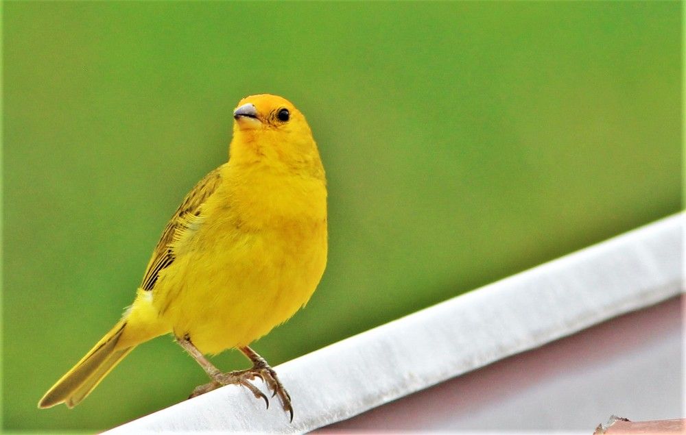 Фотография автора OSMIR ZANETTE