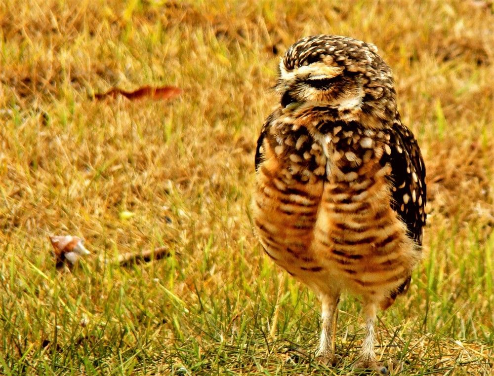 Фотография автора OSMIR ZANETTE