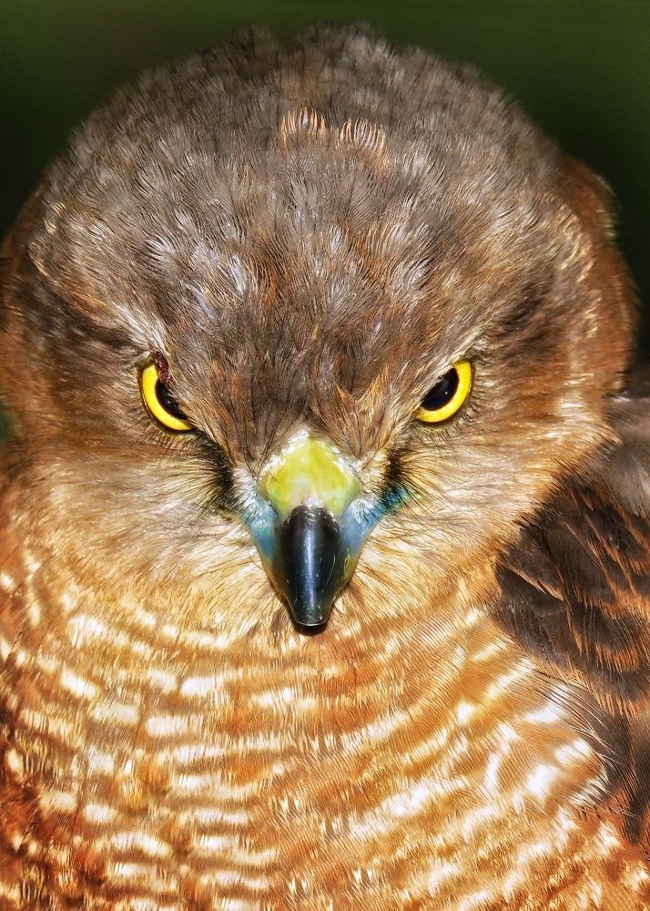 Photograph by Amin Ghaffarian