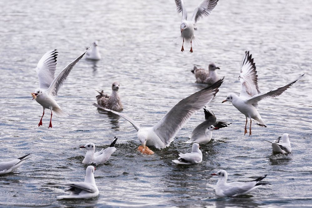 Photograph by Ah Neuh