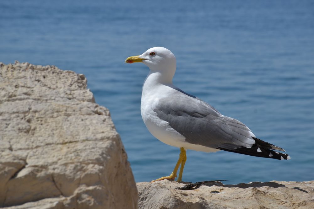 Photograph by Aleksandra Spasojevic