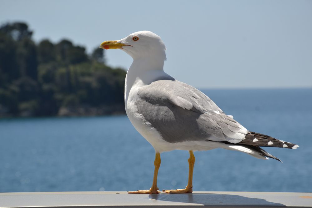 Photograph by Aleksandra Spasojevic