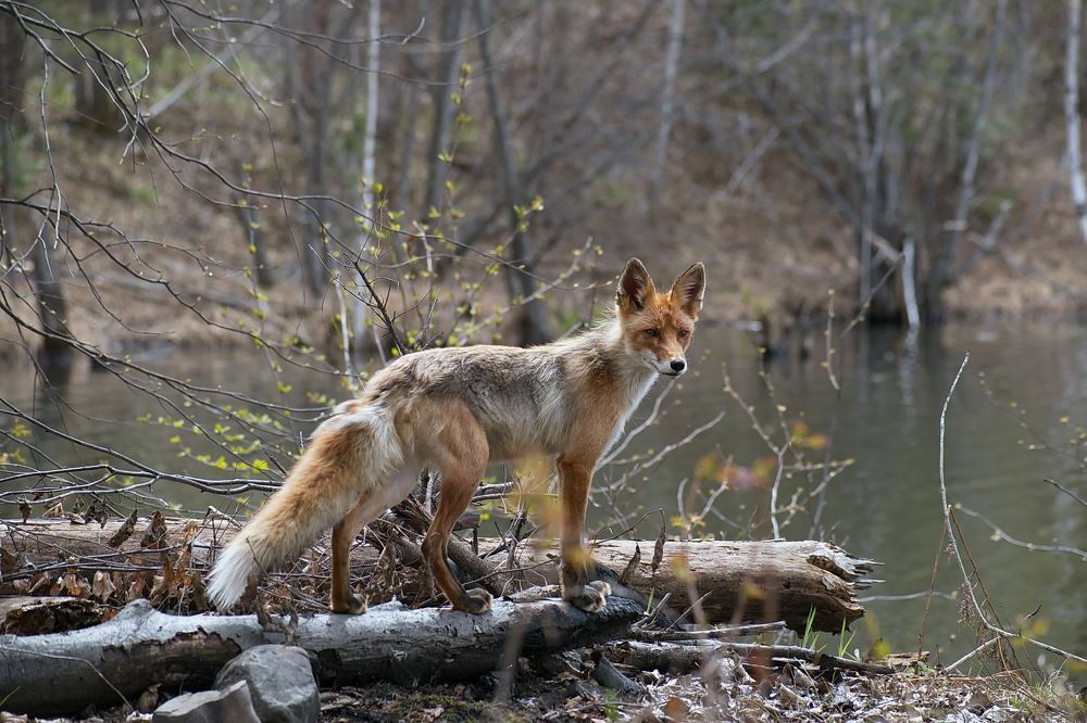 Осторожный Лис..