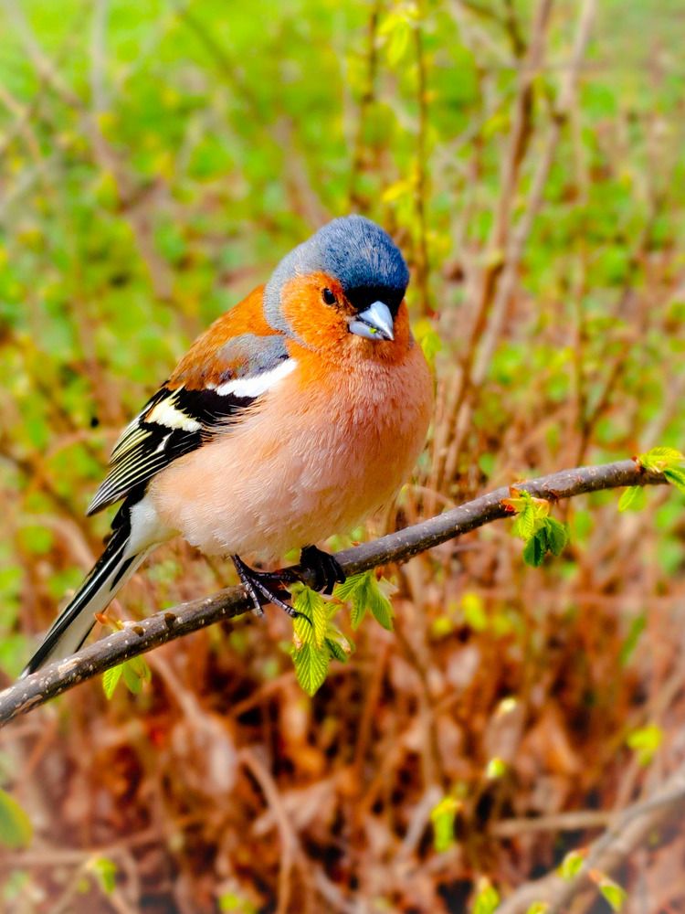 Фотография автора Inna Evseeva