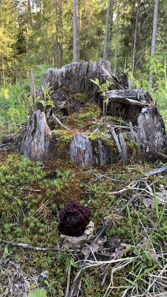 Photograph by Елена Киселева