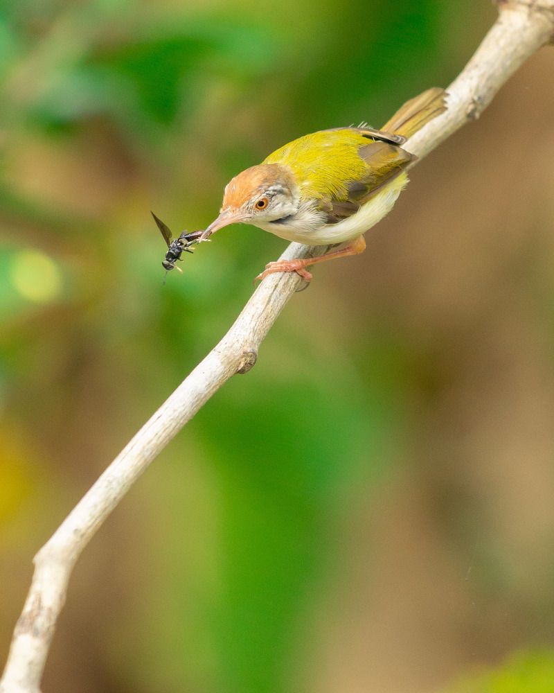 Photograph by Yashwanth Pavanan