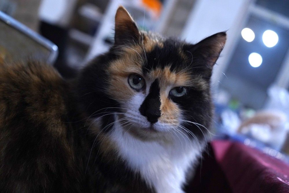 Photograph by Елена Копейкина