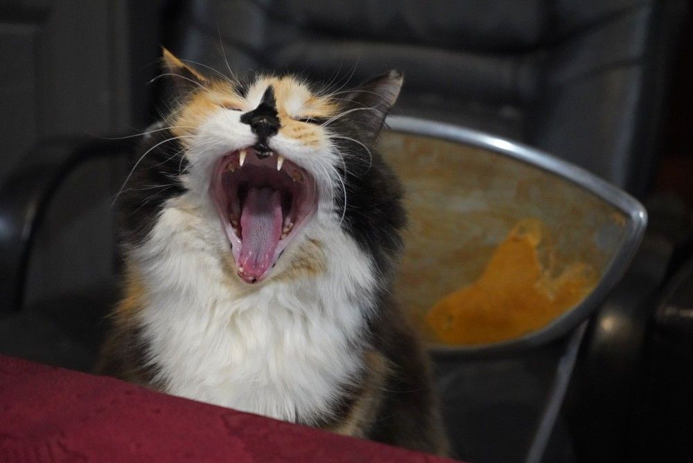 Photograph by Елена Копейкина