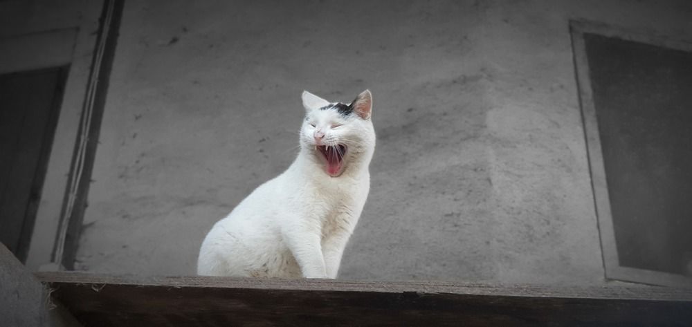 Photograph by Elisabeth Vinther