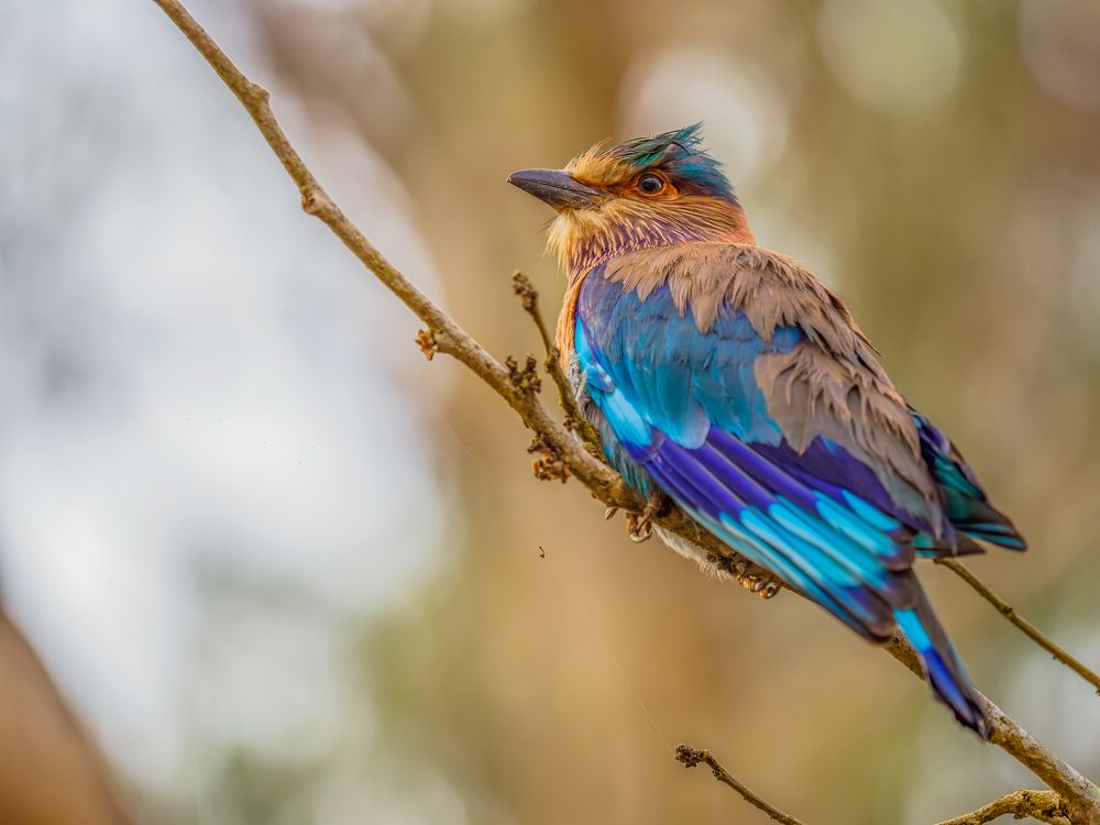 Photograph by Venkat Mangudi