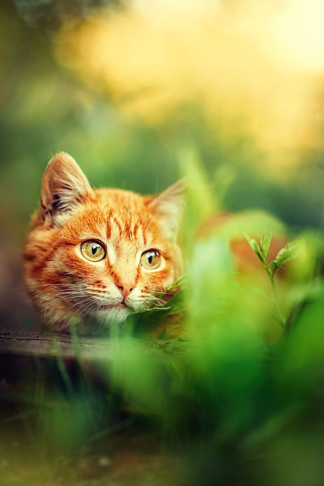 Фотография автора Елена Баклач