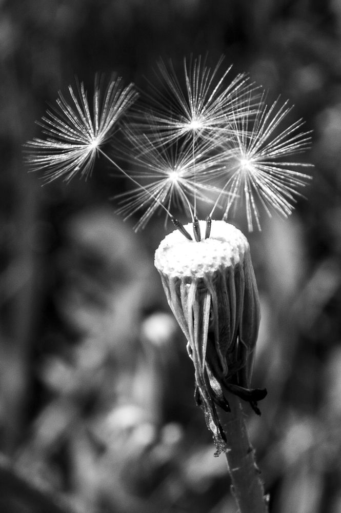 Одуванчик - 1