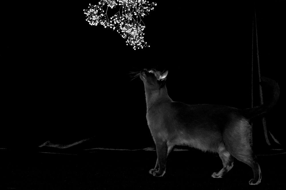 Фотография автора Надежда Лисицына