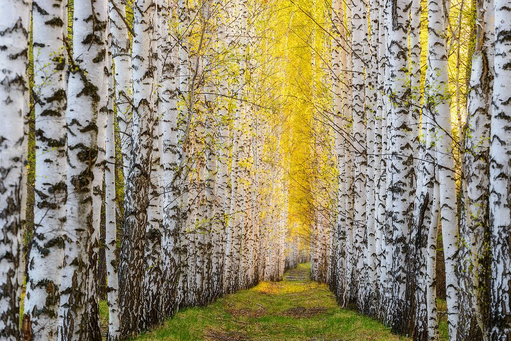 Photograph by Владислав Никишин