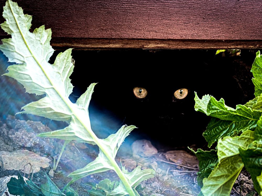 Кот под домом