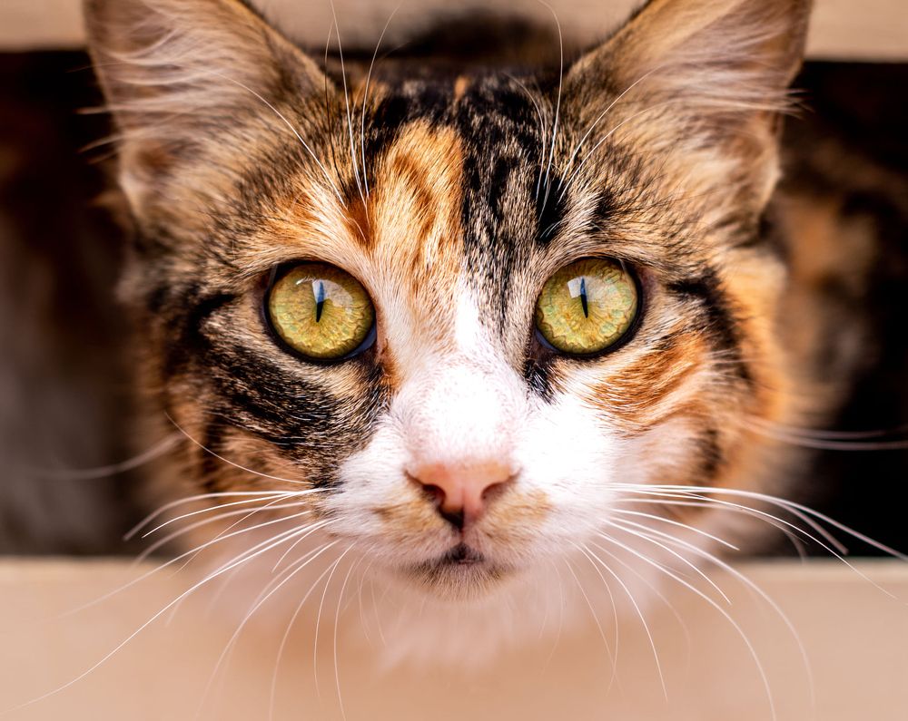 Photograph by Youness Fakoiallah