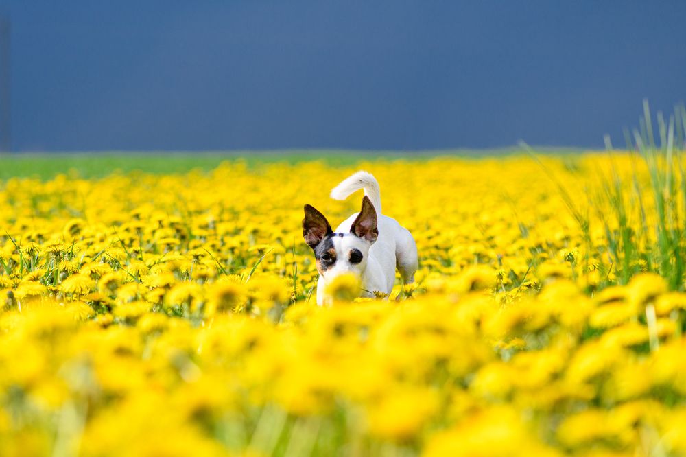 Dandelion field + blue sky + jack russell terrier = Ukrainian symbols