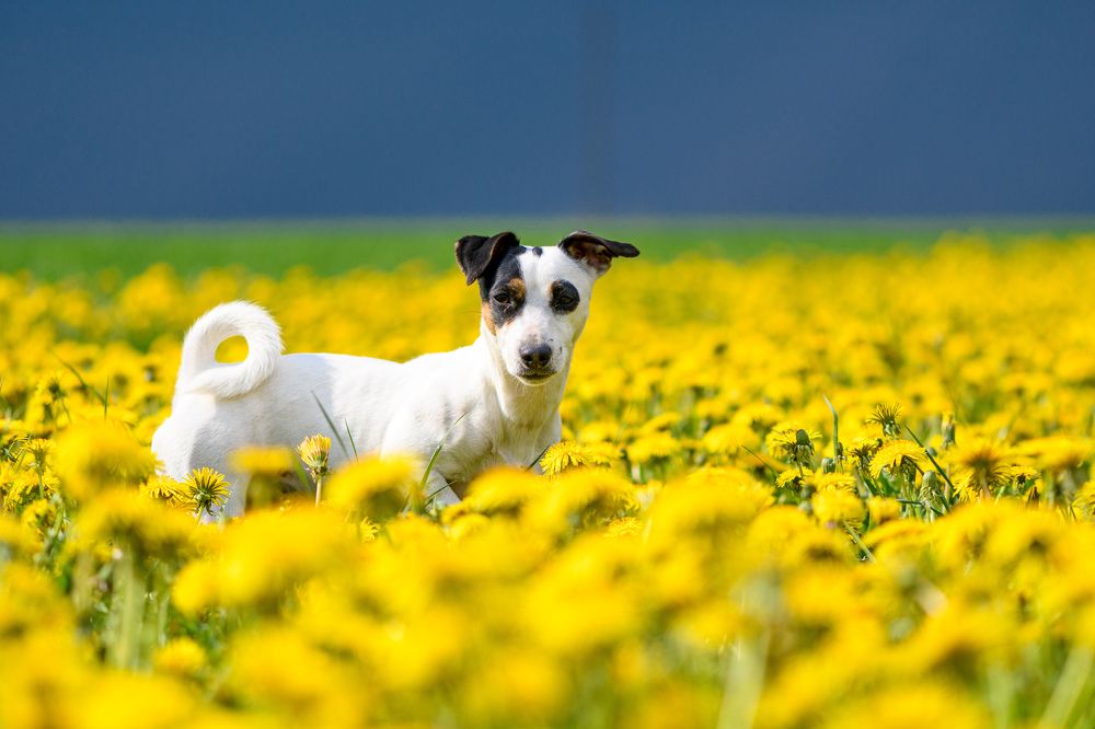 Dandelion field + blue sky + jack russell terrier = Ukrainian symbols