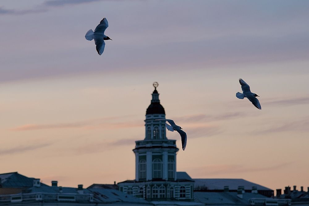 Фотография автора Глеб Колобаев