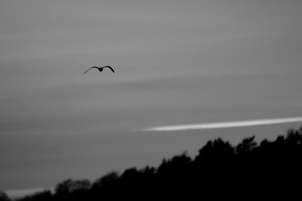 Фотография автора Глеб Колобаев