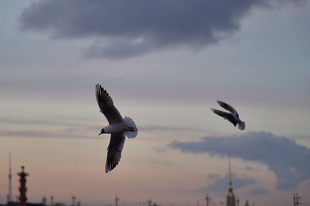 Фотография автора Глеб Колобаев