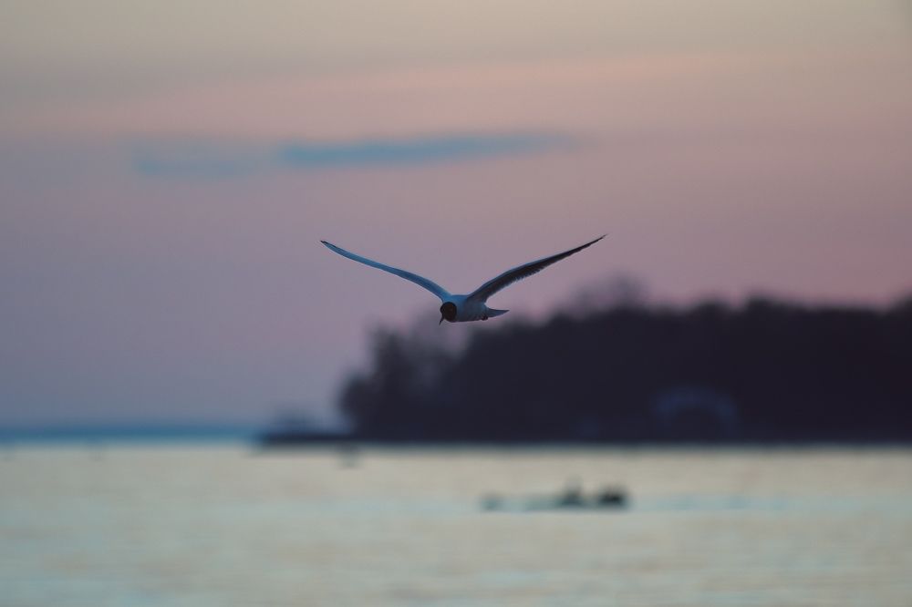 Фотография автора Глеб Колобаев